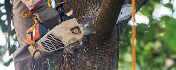 Best Arborist Consultation Services  in Squaw Valley, CA