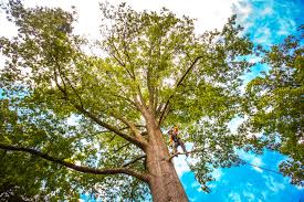 Trusted Squaw Valley, CA Tree Care Experts