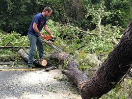 How Our Tree Care Process Works  in  Squaw Valley, CA