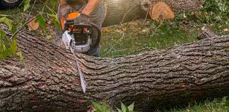 Best Fruit Tree Pruning  in Squaw Valley, CA