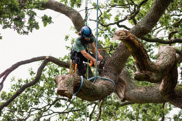 Best Palm Tree Trimming  in Squaw Valley, CA