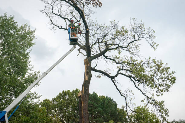 Best Tree Cabling and Bracing  in Squaw Valley, CA