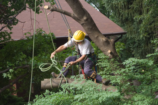 Best Lawn Pest Prevention  in Squaw Valley, CA