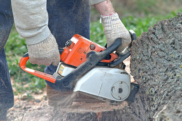 Best Tree Risk Assessment  in Squaw Valley, CA