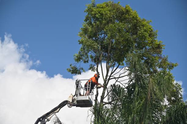 Best Tree Disease Treatment  in Squaw Valley, CA