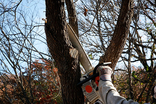Best Soil Testing and Treatment  in Squaw Valley, CA