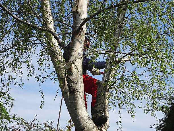 Best Utility Line Clearance  in Squaw Valley, CA