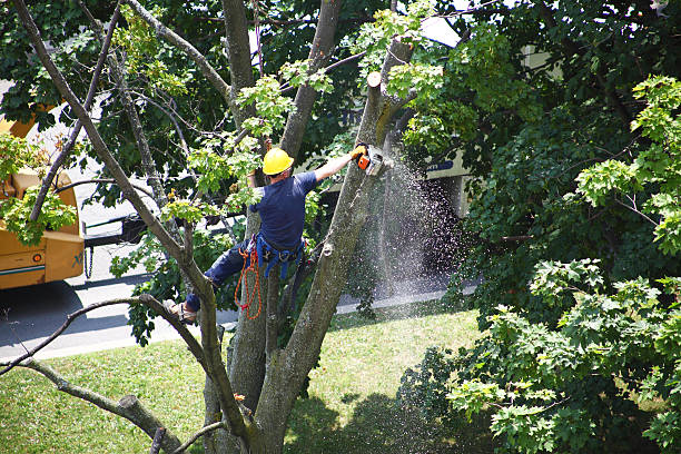 Best Lawn Irrigation Installation and Maintenance  in Squaw Valley, CA
