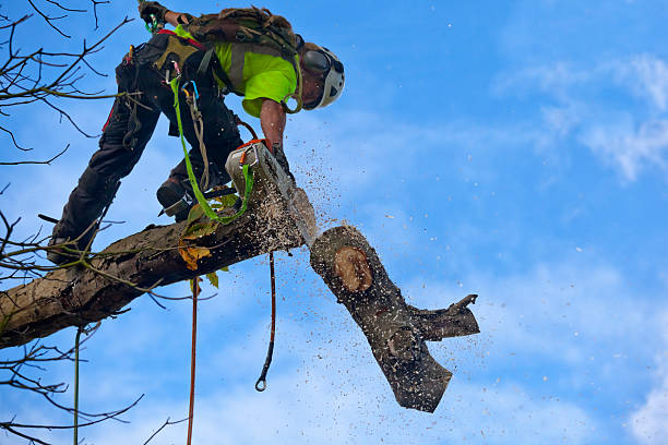 Best Pest Control for Lawns  in Squaw Valley, CA