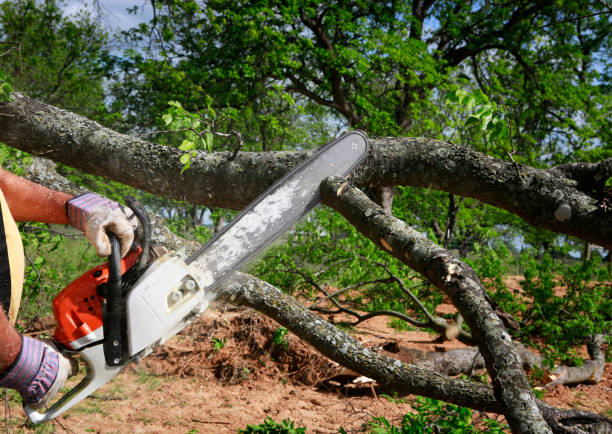 Best Firewood Processing and Delivery  in Squaw Valley, CA
